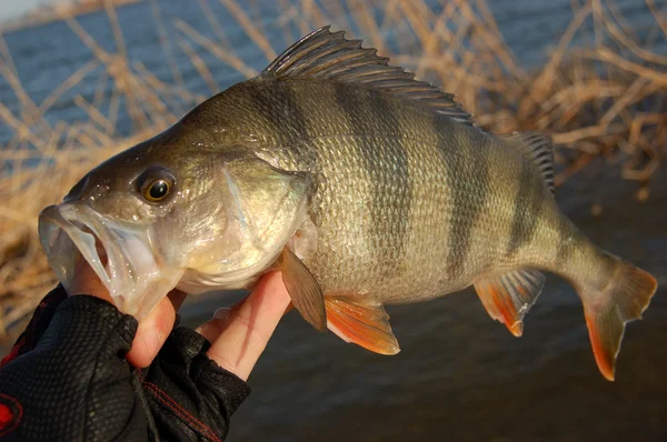 Pesca de perca de invierno — Foto de Stock