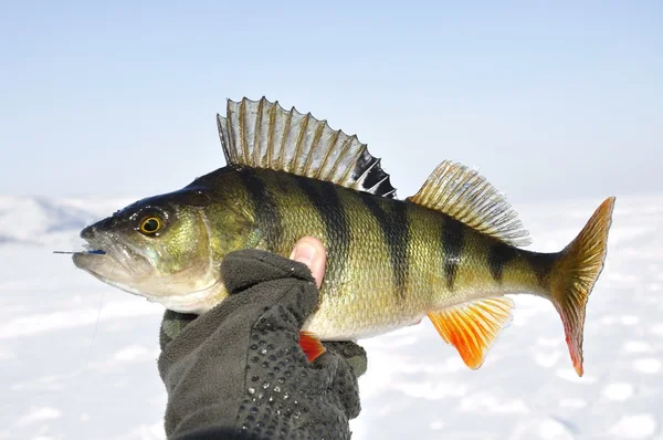 Pesca de perca de invierno — Foto de Stock