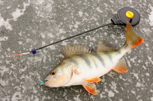 Río Perca pesca de invierno — Foto de Stock