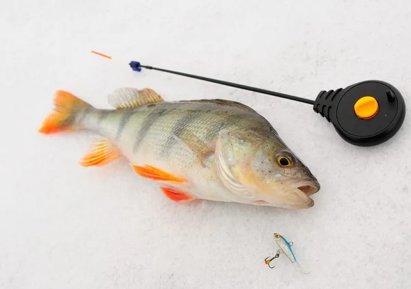 Okoun říční zimní rybolov — Stock fotografie