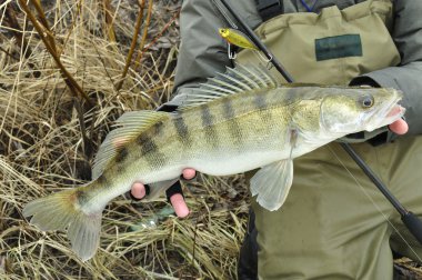 Yaz aylarında walleye balıkçılık