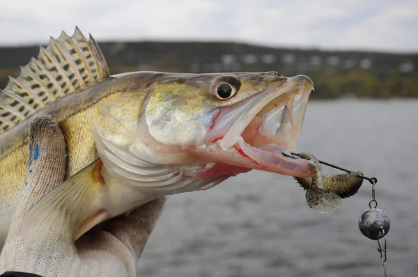 Walleye fishing in summer — Stock Photo, Image