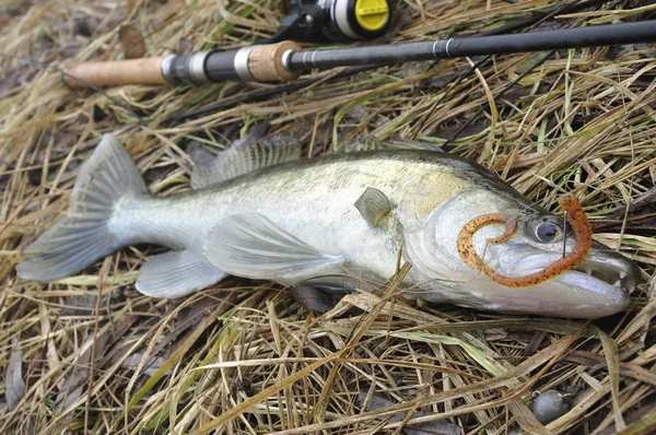 Drop-shot Walleye rybaření — Stock fotografie