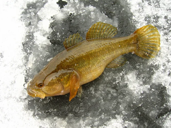 Pesca Perccottus glenii — Fotografia de Stock