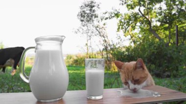 Meraklı bir kedi doğa ve yeşillik ile çevrili kırsal bir masada sütün tadını çıkarır. Sürahi ve bardaktaki taze süt dışarıdaki huzurlu ortama sağlıklı ve kırsal bir hava katıyor.