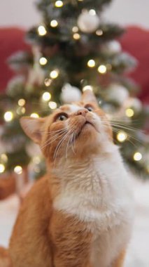 Dikey video. Kedi dikkatle yukarı bakar, büyülenir ve pençesiyle yukarıdan bir şey çıkarır. Kedi Noel melodilerini dinliyor, kendini neşeli titreşimlere daldırıyor ve...