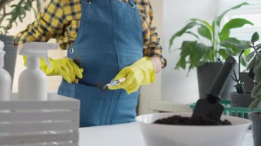 Kendini işine adamış bir bahçıvan, eldiven ve önlük giyer, aletleri hazırlar ve güzel ev bitkilerini dekoratif çömleklere eker, atmosferi canlı yeşilliklerle güçlendirir.