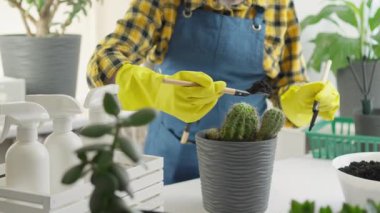 Parlak sarı eldivenli kendini işine adamış bir bahçıvan kaktüslere eğilimlidir. Yaşam ve büyüme dolu canlı bir ortamda güzel ev bitkilerini beslerken bakım teknikleri sergiler.