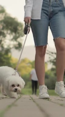 Bir kadın, yanında tüylü beyaz köpeği ile parkta dolaşmaktan zevk alır. Sıcak güneş ışığı yeşil enerjiyi arttırır. Neşeli anlarına katkıda bulunur ve onları mutlulukla doldurur.