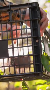 Eller yemyeşil bir meyve bahçesindeki ahşap bir sandığa taze elmalar koyar. Altın güneş ışığı yaprakların arasından süzülerek huzur ve güzellik uyandıran sakin bir sonbahar atmosferi yaratır.