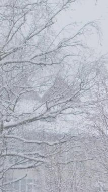 Sakin bir kış sahnesinde, çıplak dallı ağaçlar tarafından çerçevelenen hassas kar yağışı izleyicileri cezbeden güçlü bir dinginlik ve soğuk güzelliği çağrıştırıyor.