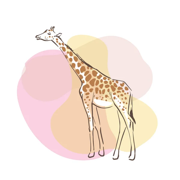 Full Length Giraffe Sideways Hand Drawn Color Illustration Vintage Poster — Stock Vector