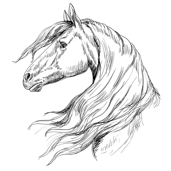 Overzicht paard hoofd — Stockvector