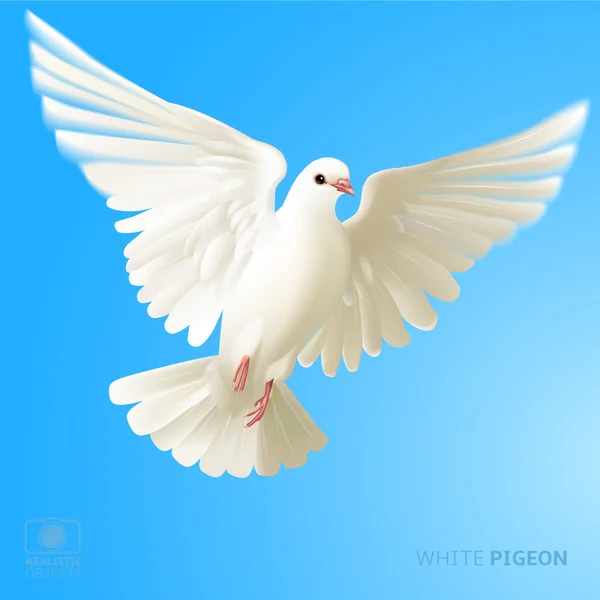 Magnifique pigeon blanc — Image vectorielle