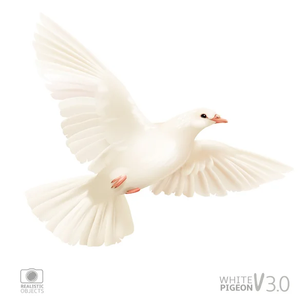 Schöne weiße Taube — Stockvektor