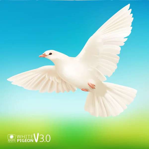 Schöne weiße Taube — Stockvektor