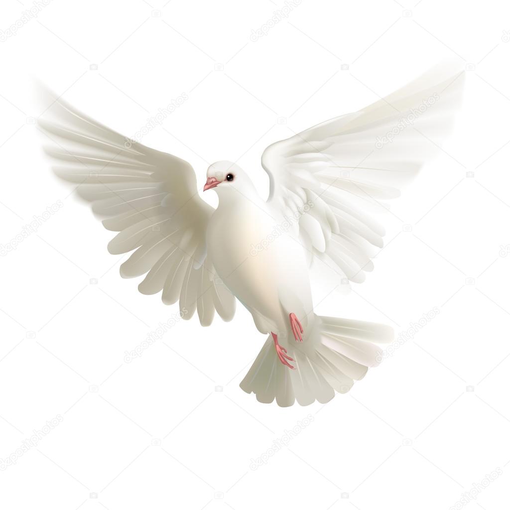 Beautiful white pigeon