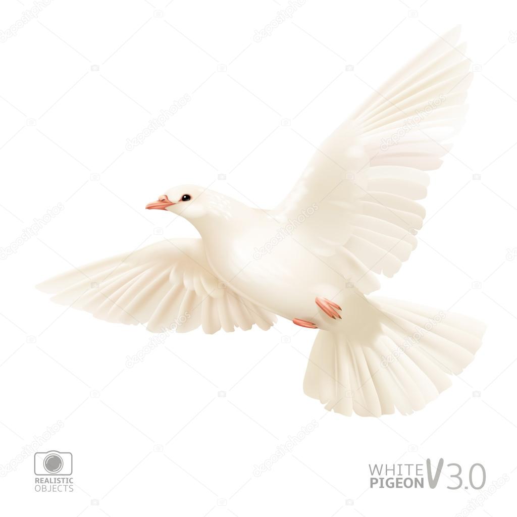 Beautiful white pigeon