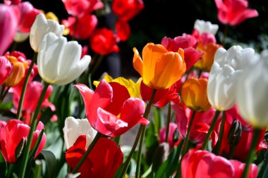 Lale flowerbed bir Bahçe