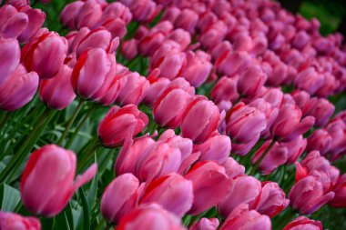 Lale flowerbed bir Bahçe