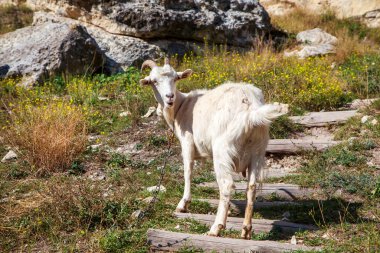 Beyaz keçi kayaların dibinde otluyor.