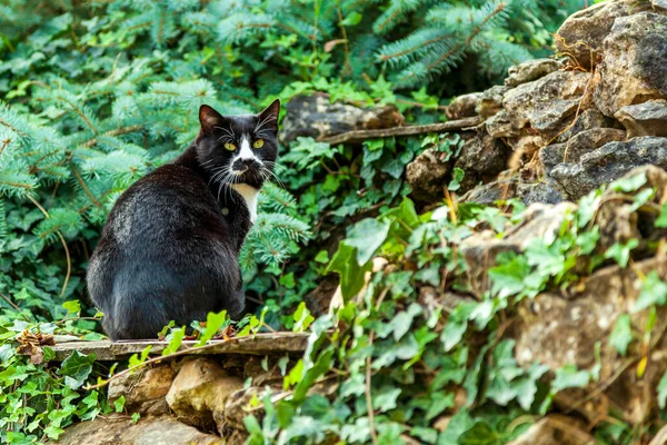 Hermoso Grande Doméstico Negro Gato Bosque Fondo — Foto de Stock