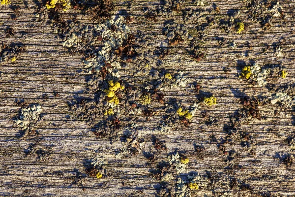 Moos Und Pilz Auf Altem Holz Makro Draufsicht — Stockfoto