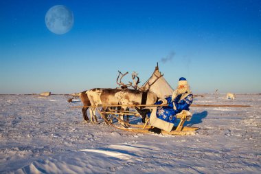 Noel teması, satışlar, karlı bir ormanda mutlu Noel Baba, kış ormanının arka planında Noel Baba, Rus Noel Baba (Dede Frost), Noel Baba ren geyiklerinin yanında koşumlu.