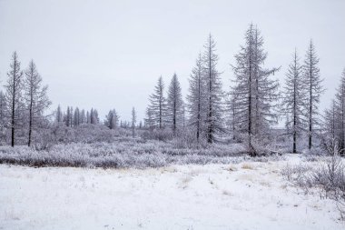 Güzel kış manzarası, ağaçların dallarında don, ilk kar.,