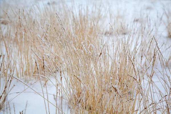 Vackert Vinterlandskap Frost Grenar Träd Den Första Snön — Stockfoto