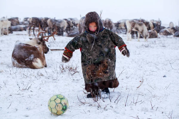 Península Yamal Reno Con Joven Pastor Renos Niño Feliz Pastos — Foto de Stock