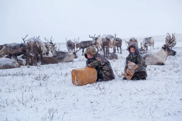 Het Yamal Schiereiland Rendieren Met Een Jonge Rendierherder Happy Boy — Stockfoto