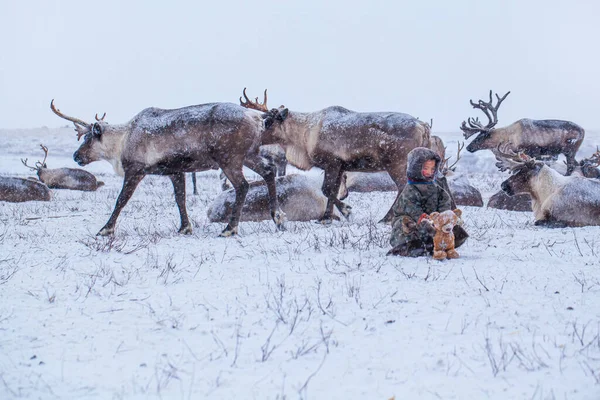 stock image The Yamal Peninsula. Reindeer with a young reindeer herder. Happy boy on reindeer herder pasture playing with a toys in winter.