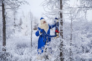 Noel teması, satışlar, karlı bir ormanda Mutlu Noel Baba, kış ormanının arka planında Noel Baba, Rus Noel Baba Frost Noel ağacının yanında oturuyor.,