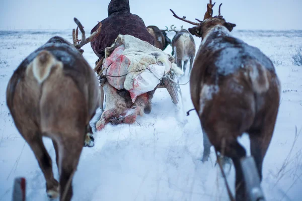 Extremo Norte Yamal Renos Tundra Arnés Ciervos Con Renos Pasto — Foto de Stock