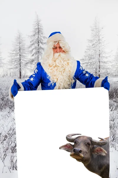 Счастливый Санта Клаус Белый Фон Знамени Копировальным Пространством Фотографией Быка — стоковое фото