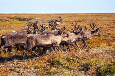 En kuzeyde Yamal, Tundra 'da ren geyiği ren geyiği, Nenets' in otlağında geyik koşumu.