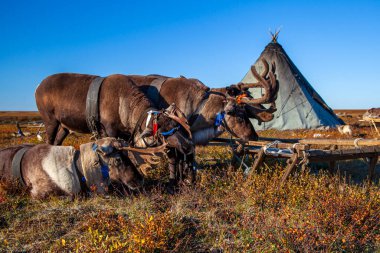 Kışın ren geyiği sürüsü, ren geyiği sürüsü.