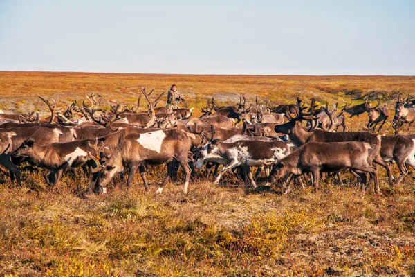 最北部 亚马尔 冻原的驯鹿 驯鹿的鹿群 涅涅茨的牧场 — 图库照片