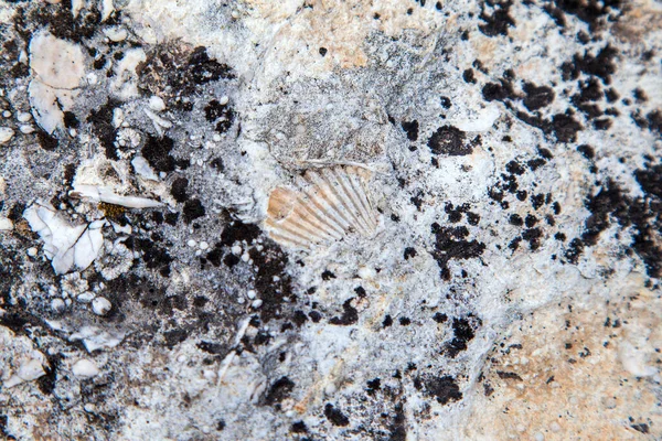 Antiga Concha Cretáceo Pedra Calcário Antigo Com Concha Redonda Petrificada — Fotografia de Stock