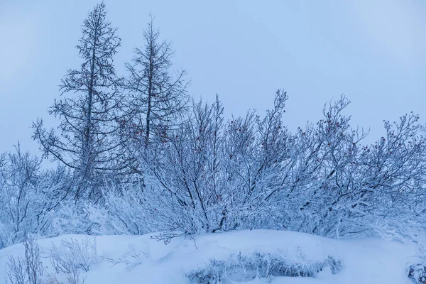 Красивый Зимний Пейзаж Мороз Ветвях Деревьев Первый Снег Крайний Север — стоковое фото