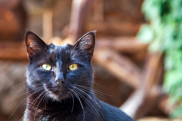 Hermoso Grande Gato Negro Doméstico Sobre Bosque Fondo Místico Gato — Foto de Stock