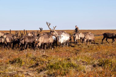 Kuzeyde Yamal, Tundra 'da ren geyiği ren geyiği, geyik koşumu, Nenets otlağı, erkek ren geyiği çobanı.