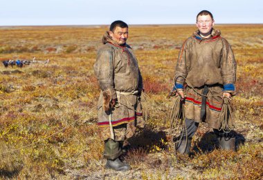Kuzeyde Yamal, Tundra 'da ren geyiği ren geyiği, geyik koşumu, Nenets otlağı, erkek ren geyiği çobanı.