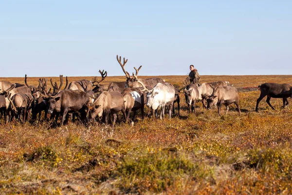 Extrême Nord Yamal Rennes Dans Toundra Harnais Cerfs Avec Rennes — Photo