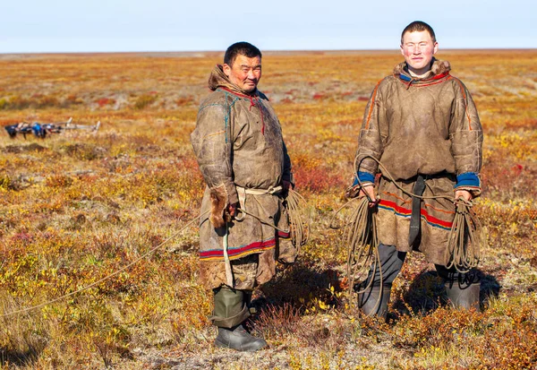 Extremo Norte Yamal Renos Tundra Arnés Ciervos Con Renos Pastos — Foto de Stock