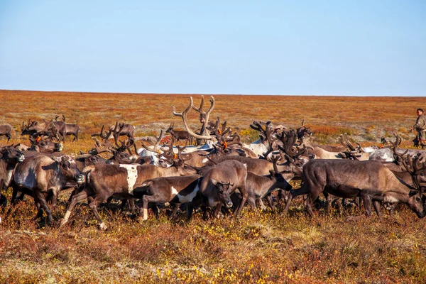 最北部 亚马尔 Tundra的驯鹿 驯鹿的鹿群 涅涅茨的牧场 男性驯鹿牧民 — 图库照片
