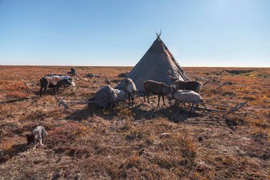 En kuzeyde, Tundra 'da ren geyikleri, ren geyikleriyle geyik koşumu,