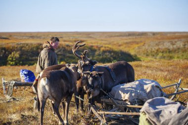 En kuzeyde, Tundra 'da ren geyiği ren geyiği, ren geyiği sürüsü, genç erkek ren geyiği çobanı.
