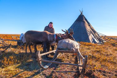 En kuzeyde, Tundra 'da ren geyikleri, ren geyikleriyle geyik koşumu,